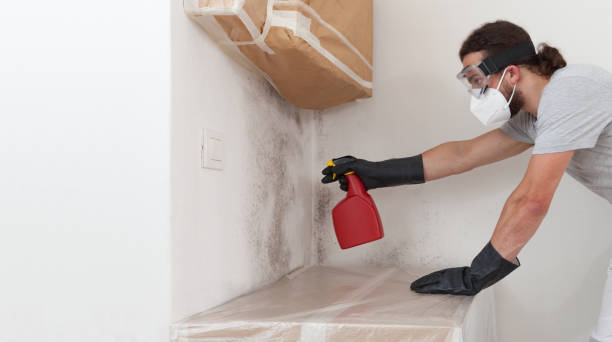 Professional Basement Mold Removal technician working in Lexington, VA
