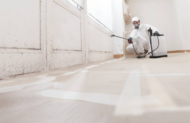 24/7 Emergency Basement Mold Removal experts in Lexington, VA