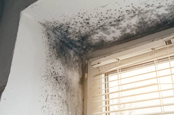 Affordable Basement Mold Removal solutions in Lexington, VA