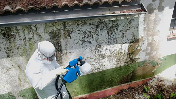 Top rated local Basement Mold Removal specialists in Lexington, VA